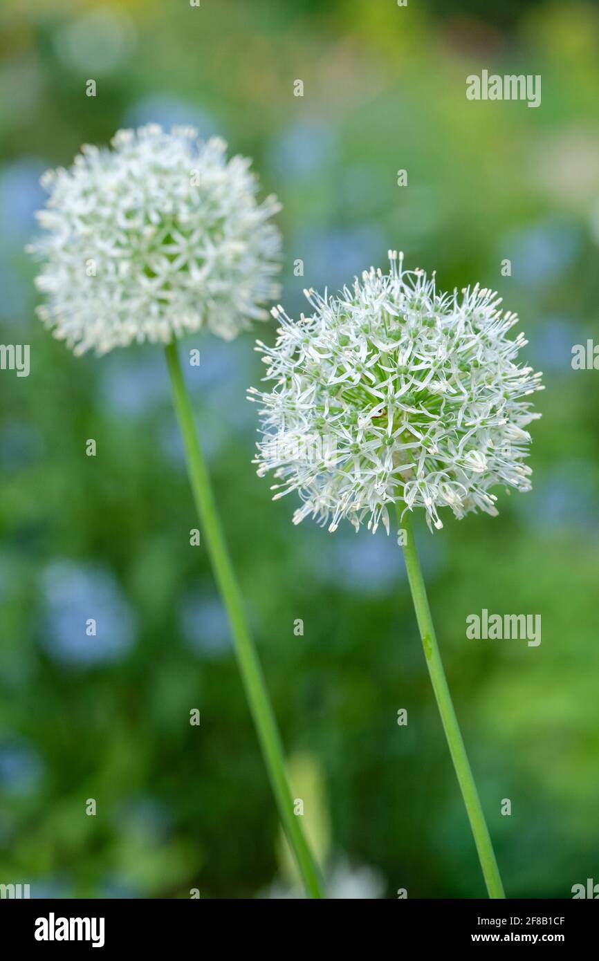 White, star-shaped flowers with a hint of green. Allium 'Mont Blanc' Stock Photo