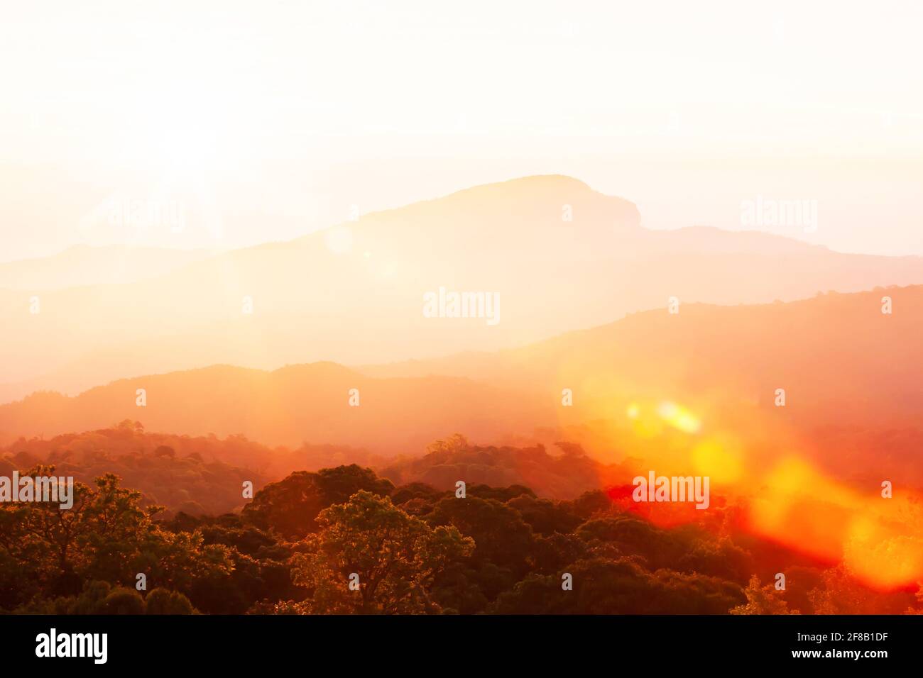 Canopy trees sun ray forest hi-res stock photography and images - Alamy