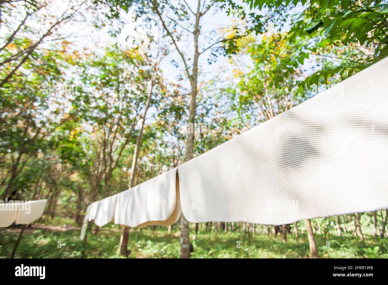 Raw rubber sheets on bamboo rack in rubber plantation for natural drying. Natural rubber air
