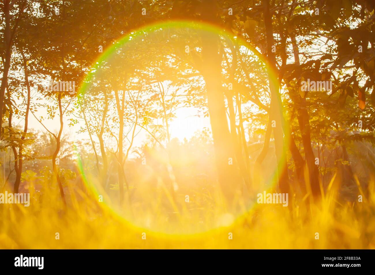 Magical sunrise over a botanic garden in summer, glowing golden sun shines through twigs and branches of tropical trees, fantasy lens flare. Stock Photo