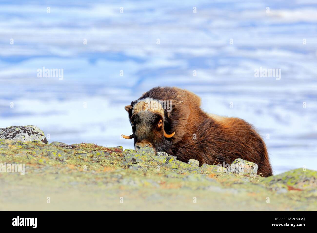 Musk Ox, Ovibos moschatus, with mountain and snow in the background, big  animal in the nature habitat, Greenland, big long fur animal in rocky hill  Stock Photo - Alamy