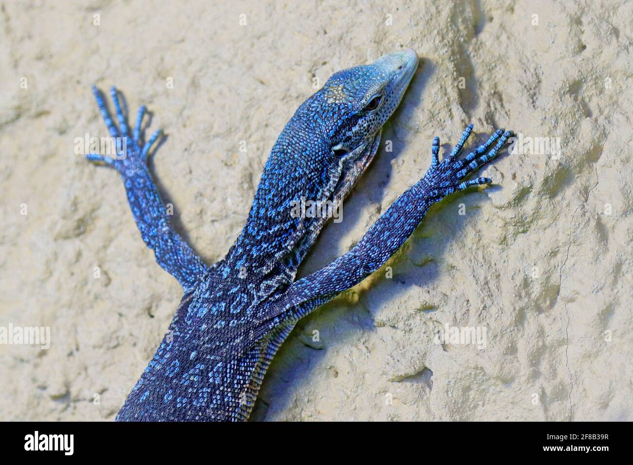 Varanus macraei, blue tree monitor, lizard found on the island of in  Indonesia. Monitor near the river. Wildlife scene from nature. Aninal on  the whit Stock Photo - Alamy