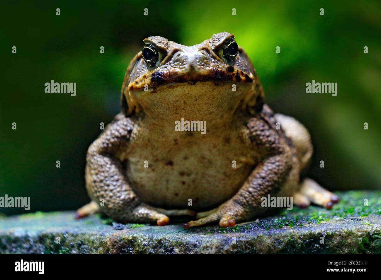 Cane toad, Rhinella marina, big frog from Costa Rica. Face portrait of large amphibian in the nature habitat. Animal in the tropic forest. Wildlife sc Stock Photo