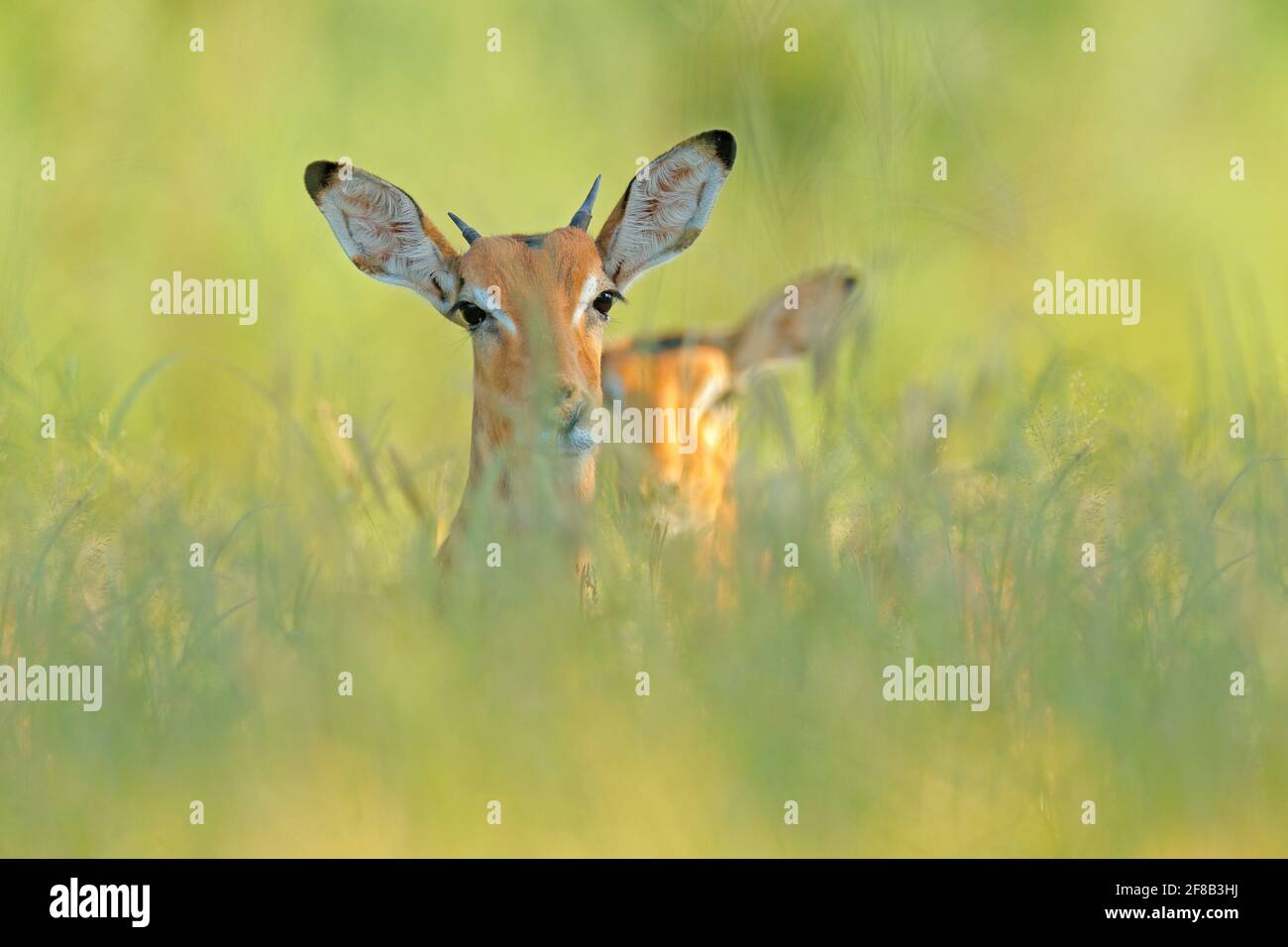 Beautiful impala in the grass with evening sun, hidden portrait in vegetation. Animal in the wild nature . Sunset in Africa wildlife. habitat. Stock Photo