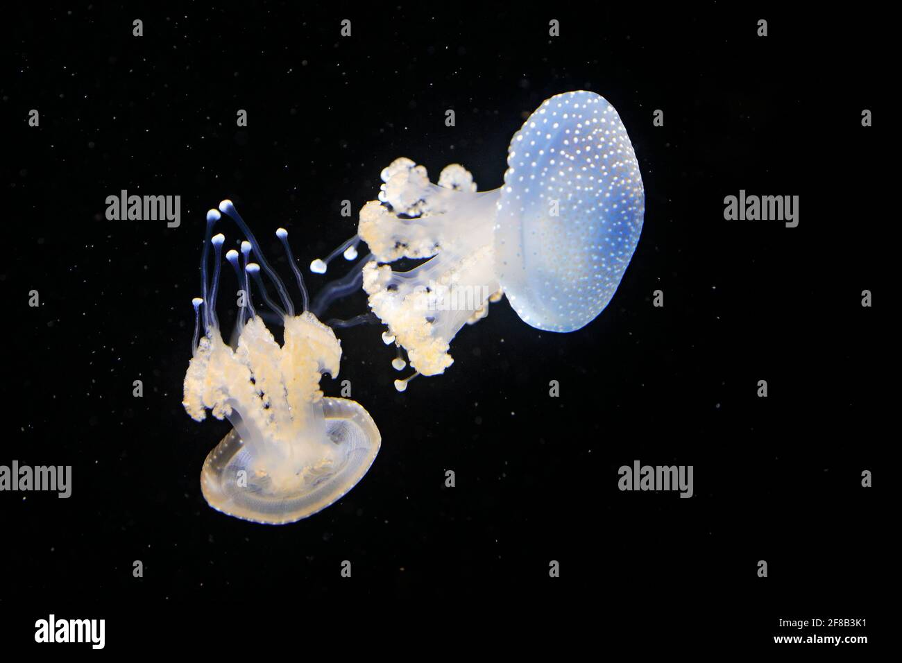 Phyllorhiza punctata, Australian spotted jellyfish in the dark sea water. White blue jellyfish in nature ocean habitat. Water floating bell medusa fro Stock Photo