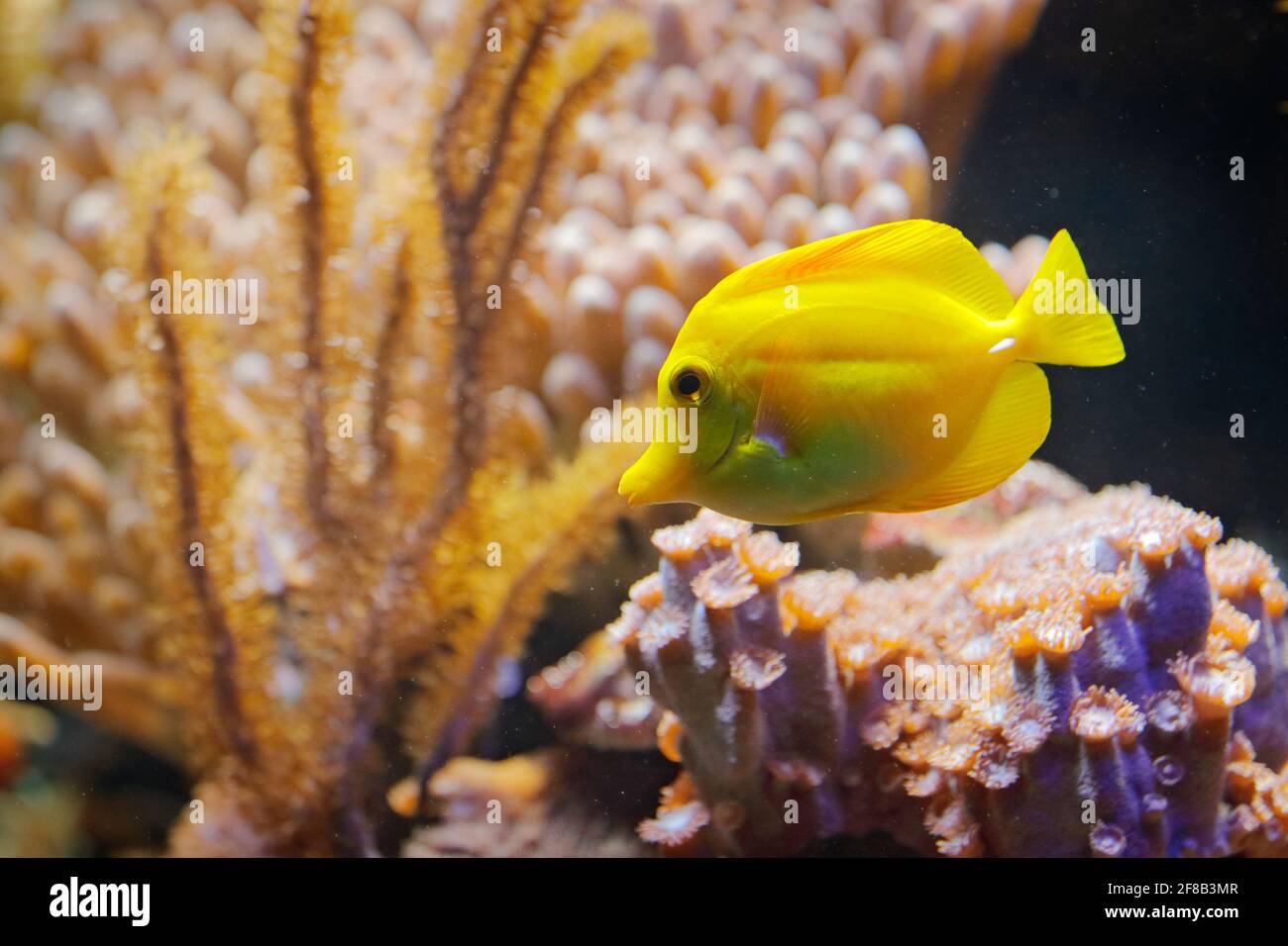 Zebrasoma flavenscens, Yellow tang reef fish, from Pacific and Indian Ocean. Nature water habitat. water with beautiful yellow animal in sea water. Stock Photo