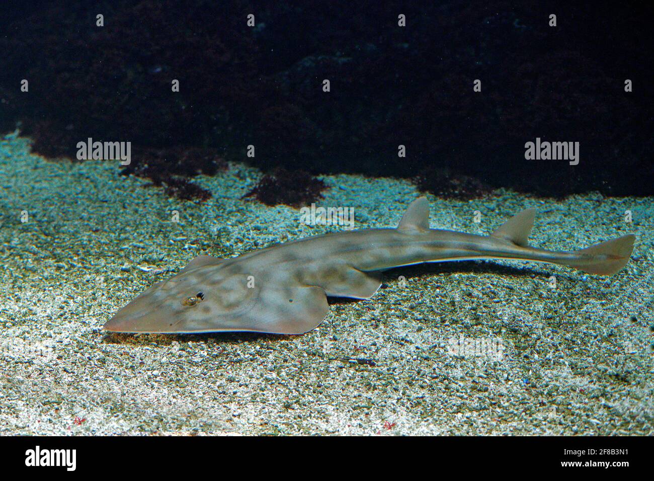 Shovelnose guitarfish, Rhinobatos productus, ray in the family Rhinobatidae, in the sea water habitat. Grey fish in the oceam.  Thai language common n Stock Photo