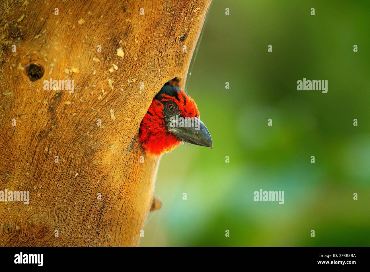 Barbet on the nest. Red head bird in tree nesting hole, animal behaviour in the forest nature. Black-collared barbet, Lybius torquatus, in the habitat Stock Photo