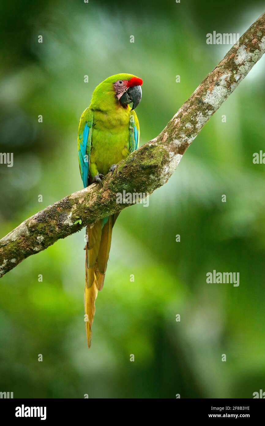 Wild rare bird in the nature habitat, sitting on the branch in Costa Rica.  Wildlife scene in tropic forest. Ara ambigua, Green parrot Great-Green Maca  Stock Photo - Alamy