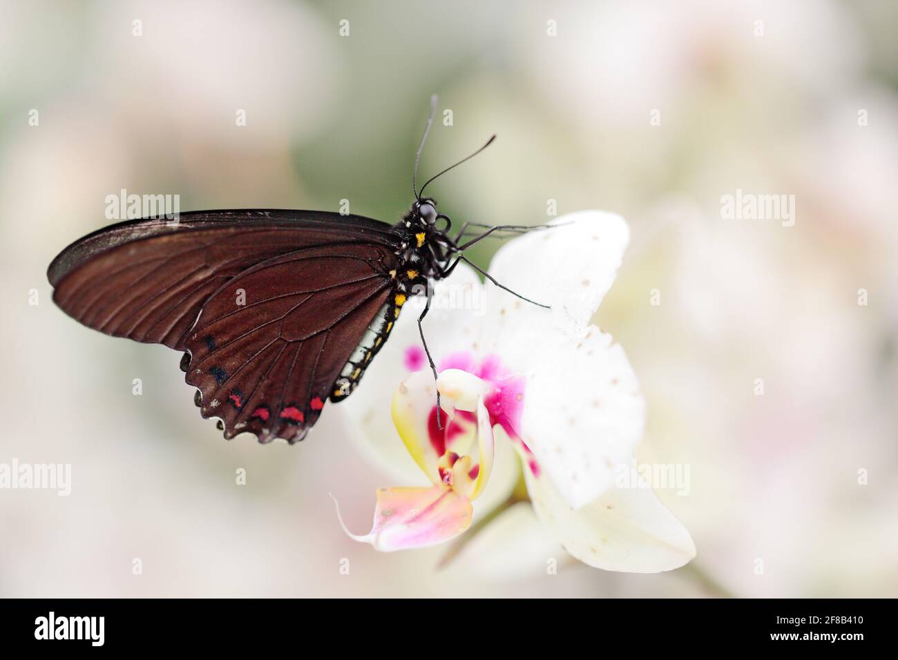 Butterfly sitting on white orchid bloom. Common Mormon, Papilio polytes, beautiful butterfly from Costa Rica and Panama. Wildlife scene with insect fr Stock Photo