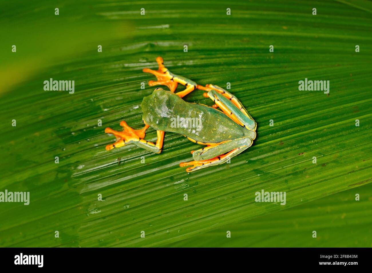 Golden-eyed leaf frog, Cruziohyla calcarifer, green yellow frog 
