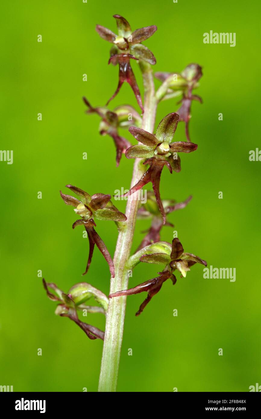 Listera cordata, Lesser Twayblade, red flowering European terrestrial wild orchid in nature habitat with green background, Sumava, Czech Republic, Eur Stock Photo