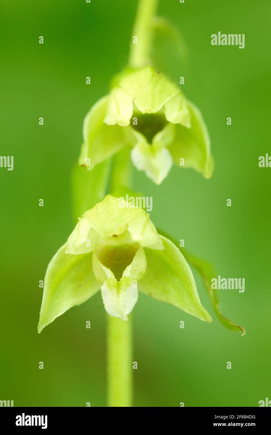 Epipactis tallosii, Tallos' Helleborine, wild orchid in nature habitat, Czech Republic. Flowering European terrestrial orchid in forest. Close-up deta Stock Photo