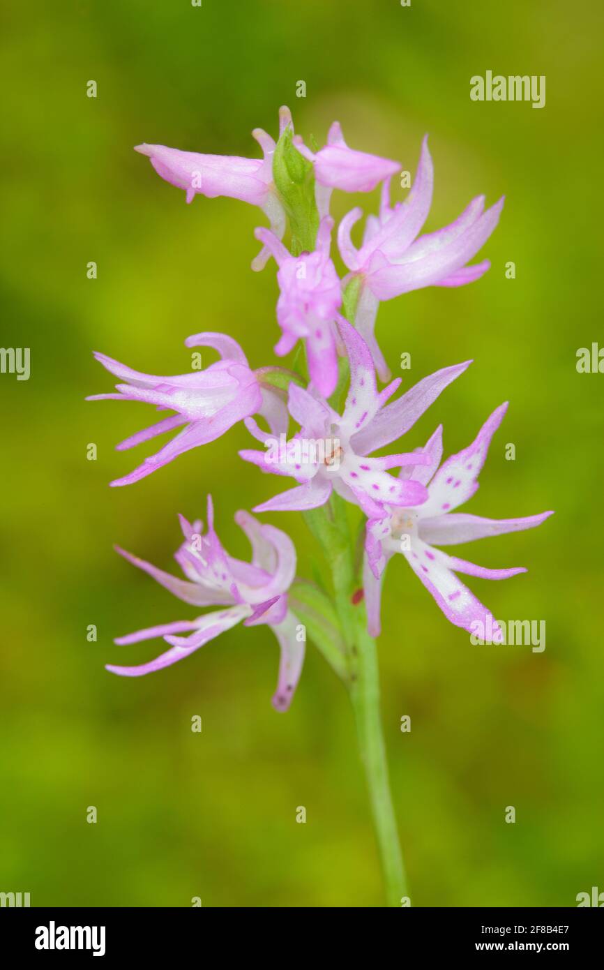 Neottianthe Cucullata, Hoodshaped Orchid, pink flower in nature forest habitat. Flowering European terrestrial wild orchid in nature habitat with clea Stock Photo