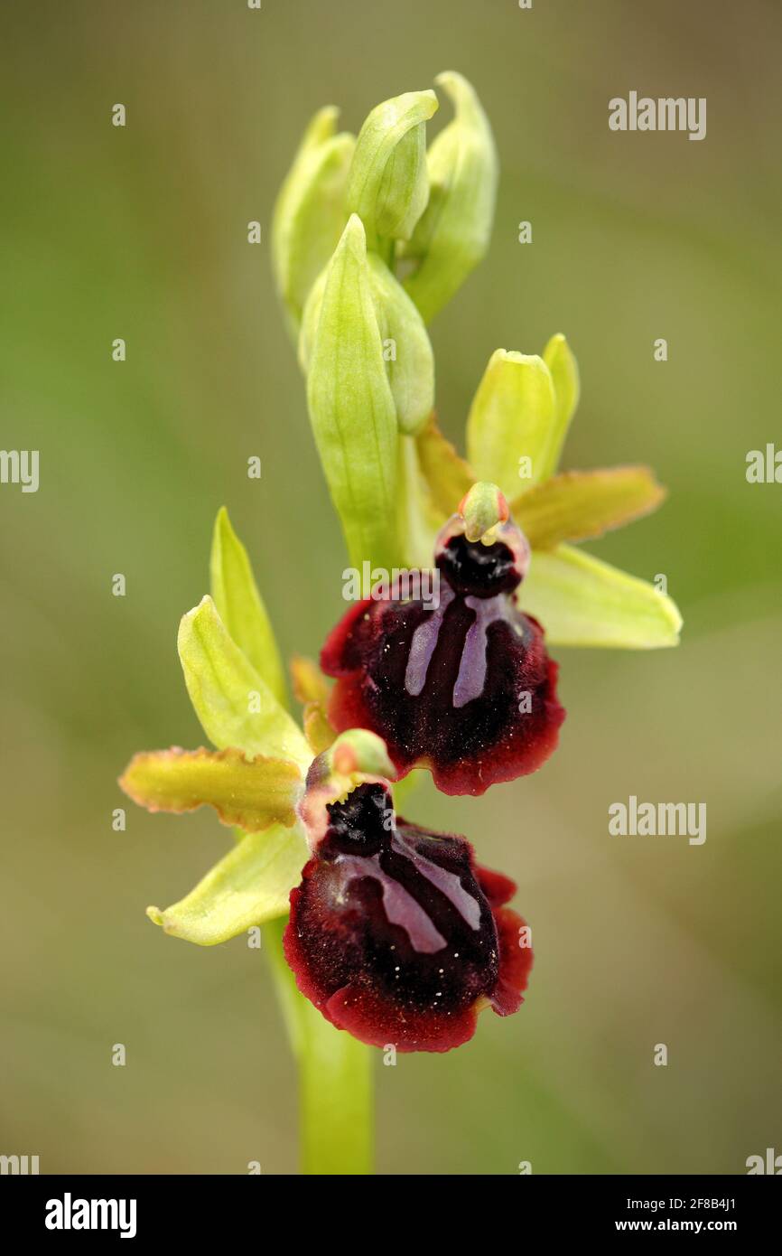 Ophrys garganica, Gargano Orchid, Gargano in Italy. Flowering European terrestrial wild orchid, nature habitat. Beautiful detail of bloom, spring scen Stock Photo