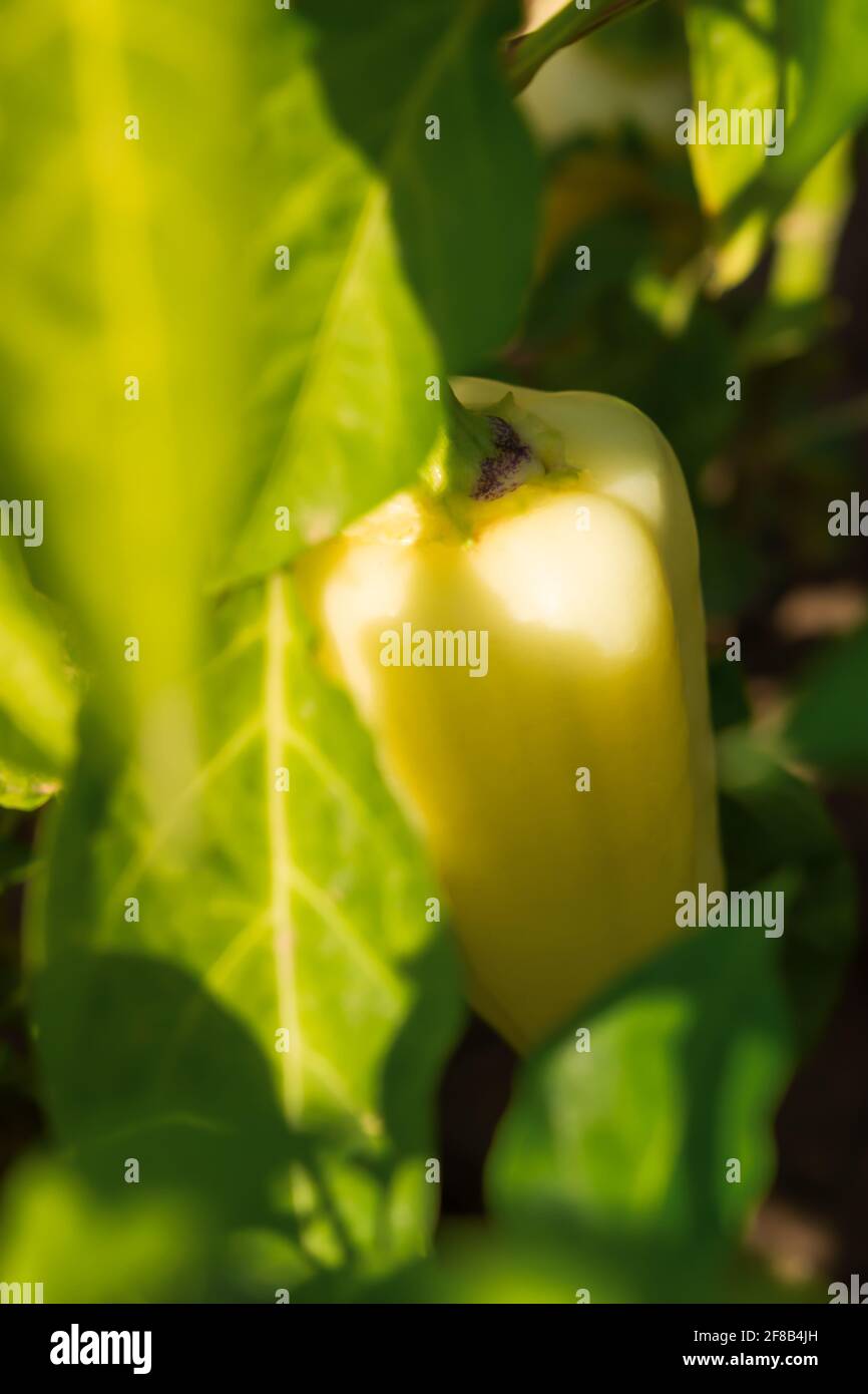 Green sweet bell pepper close-up growing in the garden or greenhouse. Harvesting vegetables from your own production. Green leaves, food background. J Stock Photo