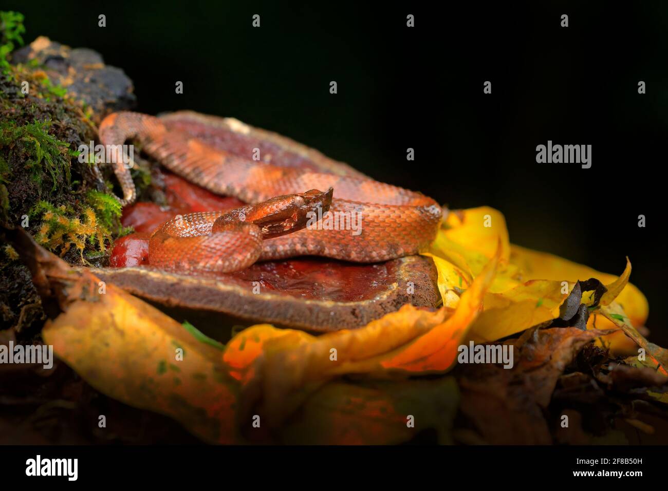 Porthidium nasutum, Hognosed Pitviper, brown danger poison snake in the forest vegetation. Forest reptile in habitat, on the ground in leaves, Costa R Stock Photo