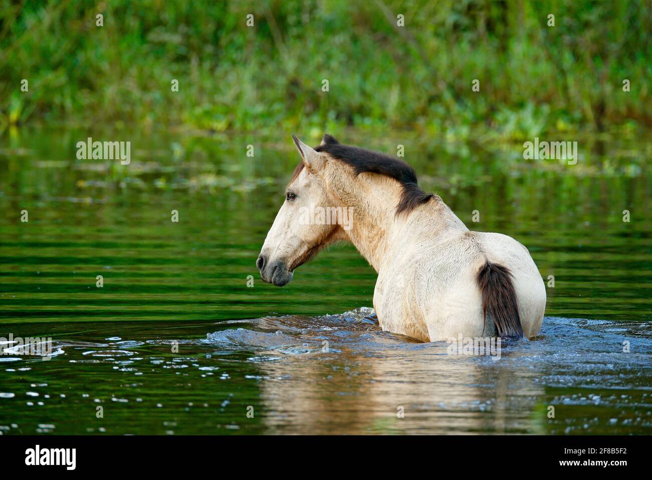 Horse in the river water, Costa Rica. Green vegetation with animal. Agriculture in the Central