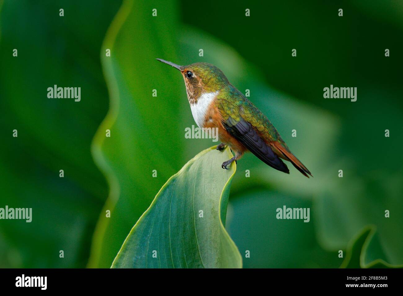 Volcano Hummingbird, Selasphorus flammula, female of small bird on the green leaves, animal in the nature habitat, mountain tropical forest, wildlife Stock Photo