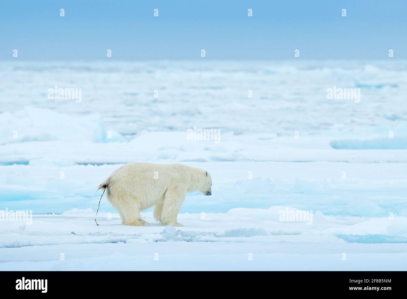 Polar bear defecate on drift ice edge with snow and water in Svalbard ...