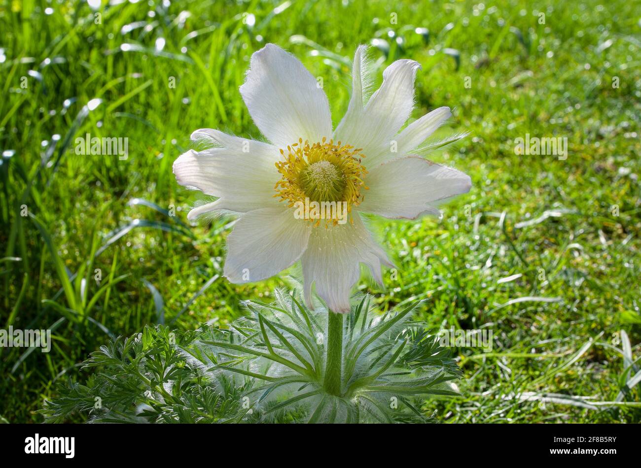 White flowering pasque flower, Pulsatilla vulgaris, Alba, Bavaria, Germany, Europe Stock Photo