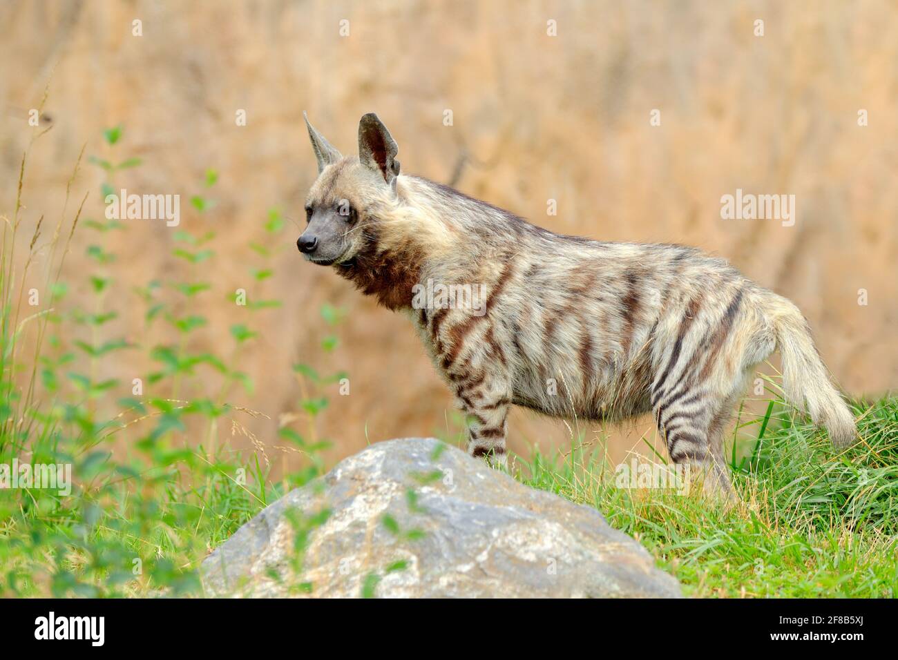 Striped hyena, Hyaena hyaena, native to North and East Africa. Animal