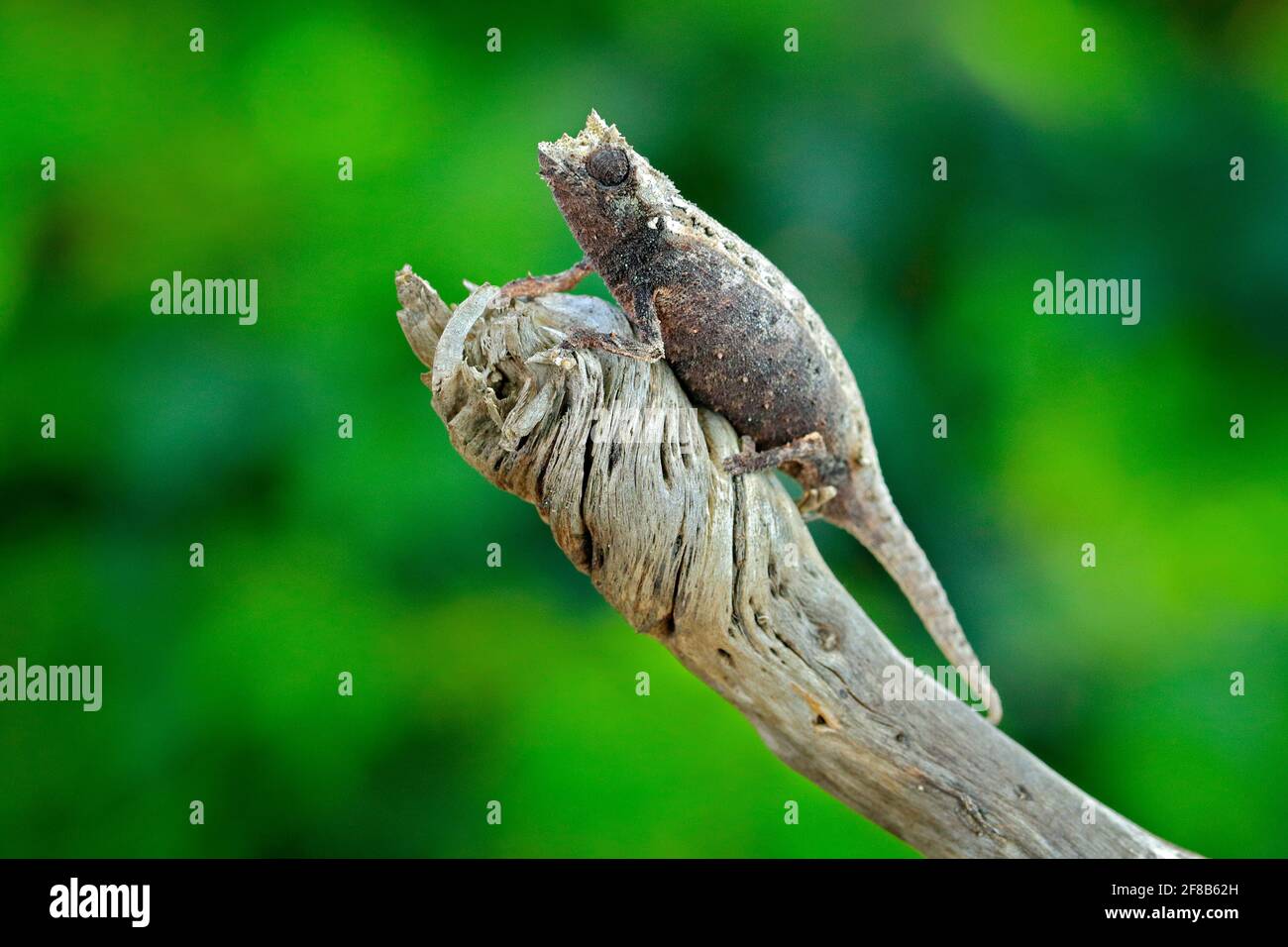 Brookesia thieli, Thiel's Pygmy-Chameleon sitting on the branch in forest habitat. Exotic beautiful endemic green reptile with long tail from Madagasc Stock Photo