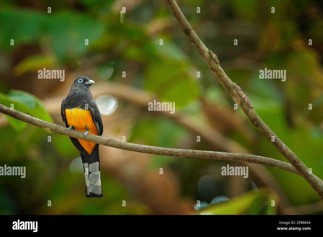 Black-headed trogon, Trogon melanocephalus, yellow and dark blue exotic tropical bird sitting on thin branch in the forest, Carara NP, Costa Rica. Wil Stock Photo