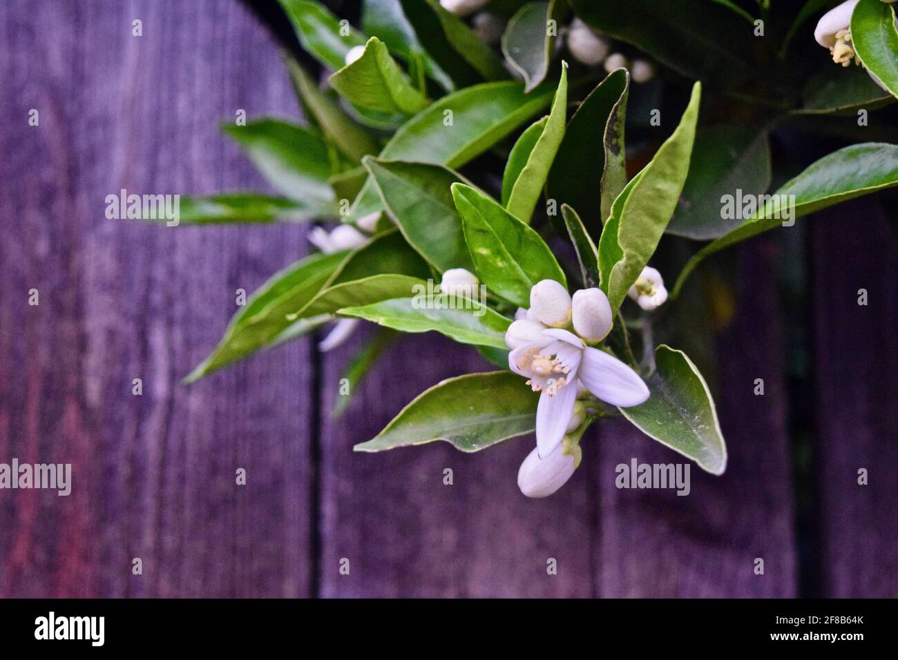 Tree hanging over fence hi-res stock photography and images - Alamy