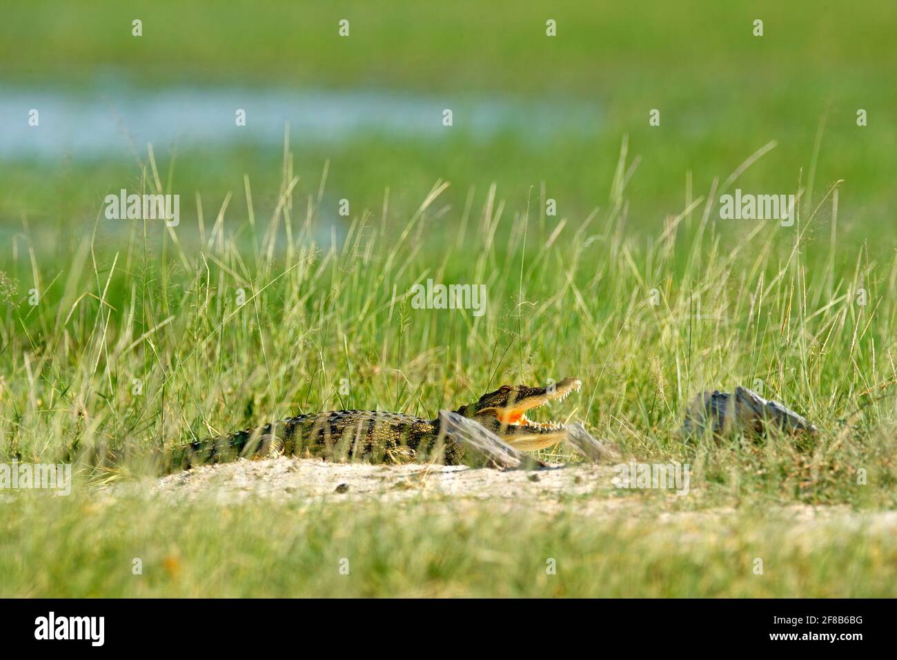 Nile crocodile, Crocodylus niloticus, with open muzzle, hidden in the grass, Okavango delta, Moremi, Botswana. Wildlife scene  from African nature. Stock Photo