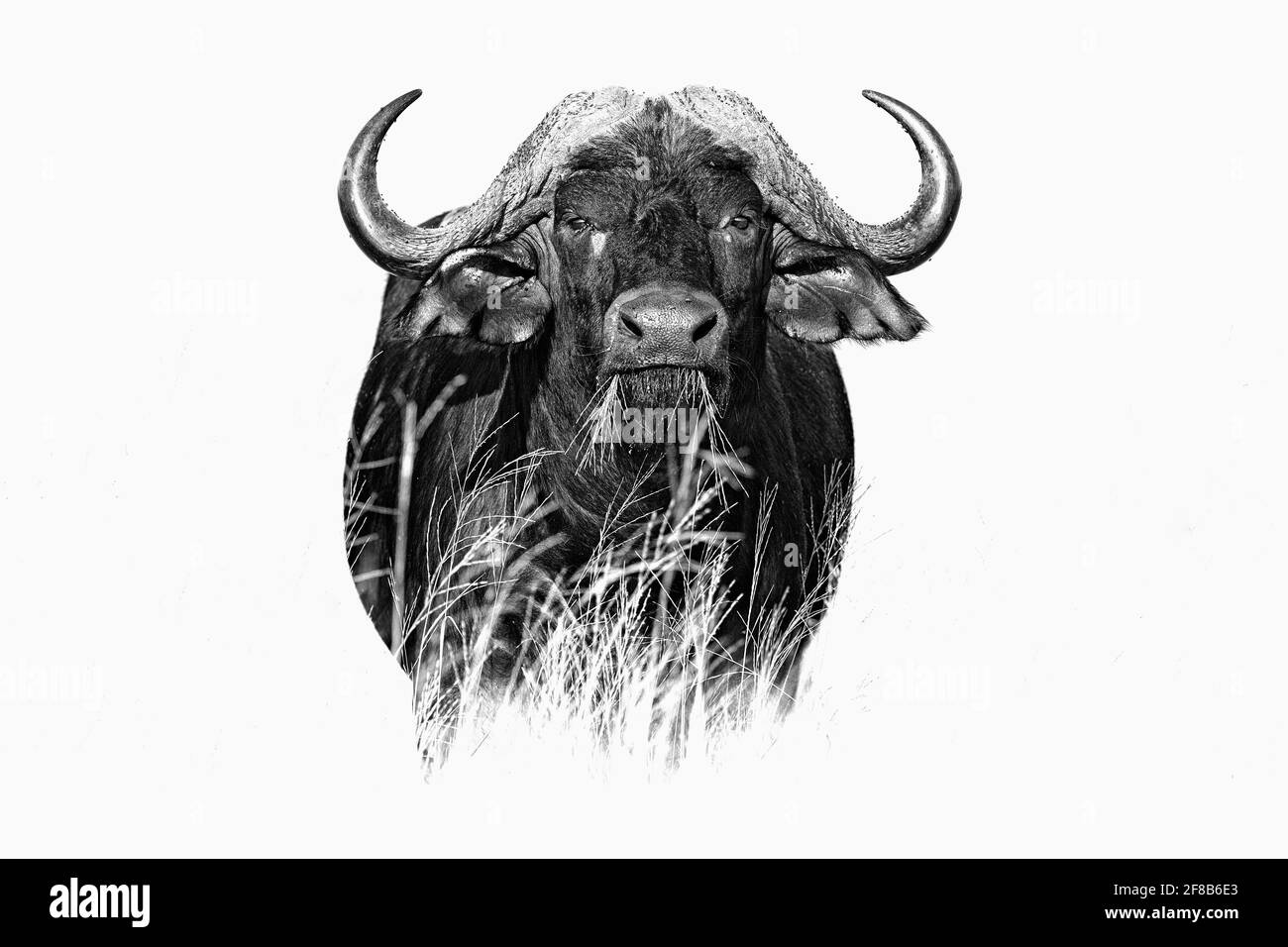 African Buffalo, Cyncerus cafer, standing in the grass, Moremi, Okavango delta, Botswana, Africa. Black and white fine art African animal in the habit Stock Photo