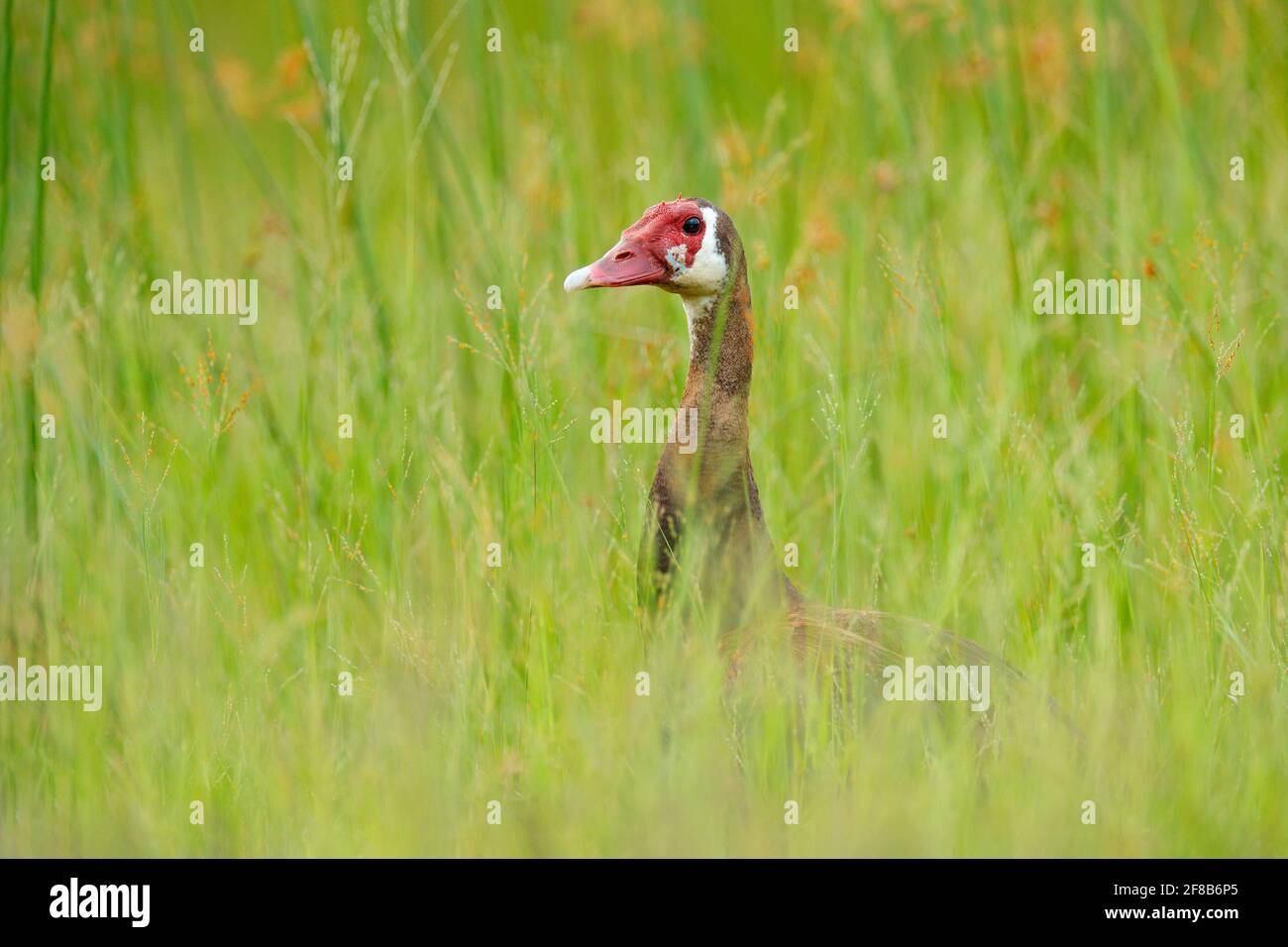 spur-winged-goose-plectropterus-gambensis-big-black-african-bird-with