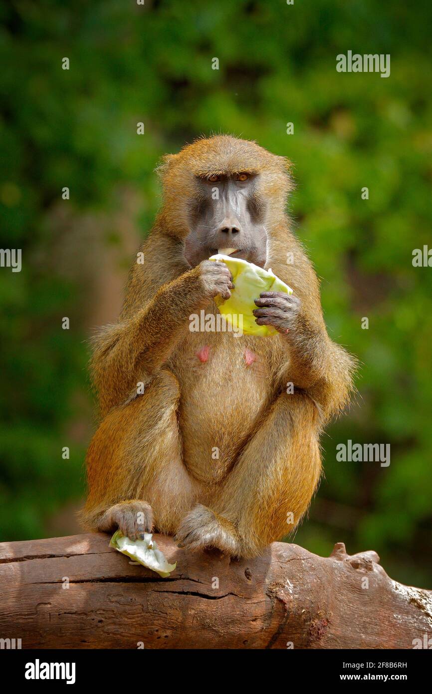 Guinea baboon, Papio papio, monkey from Guinea, Senegal and Gambia. Wild mammal in the nature habitat. Monkey feeding fruits in the gren vegetaton. Wi Stock Photo