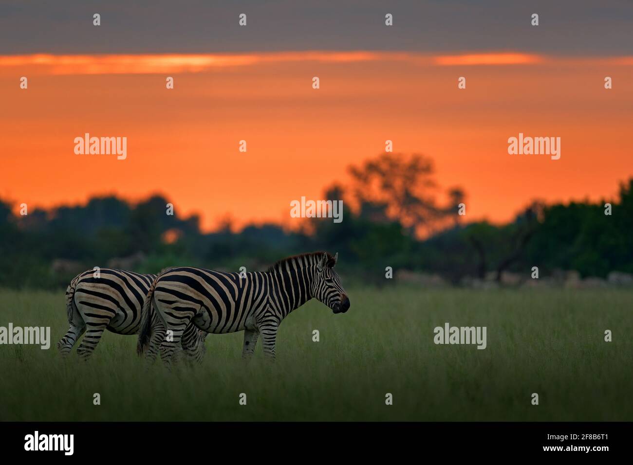 Zebra with blue storm sky. Burchell's zebra, Equus quagga burchellii ...