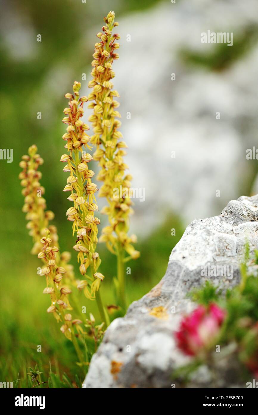 Aceras antropophorum, Man orchid, Gargano in Italy. Flowering European terrestrial wild orchid, nature habitat. Beautiful detail of bloom, spring scen Stock Photo