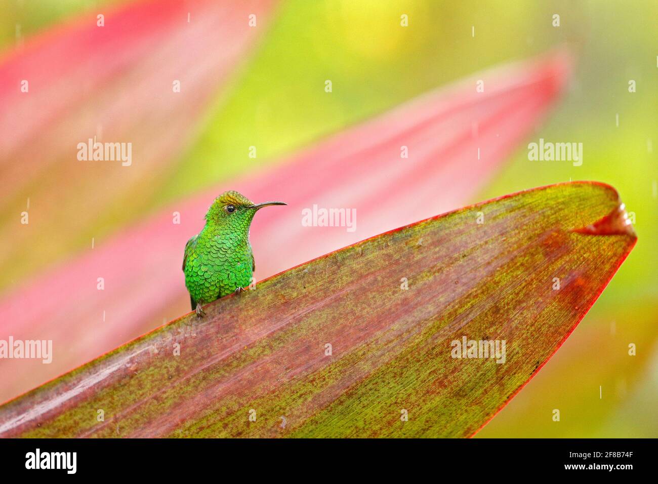 Elvira cupreiceps, Coppery-headed Emerald, beautiful light green hummingbird from La Paz Cordillera de Talamanca, Costa Rica. Scene in tropical forest Stock Photo