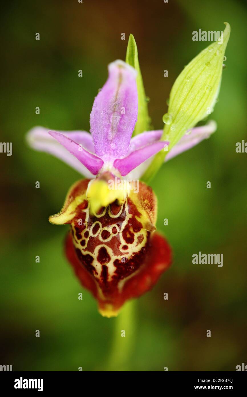 Serapias apulica Apulian Tongue-orchid. Gargano in Italy. Flowering European terrestrial wild orchid, nature habitat. Beautiful detail of bloom, sprin Stock Photo