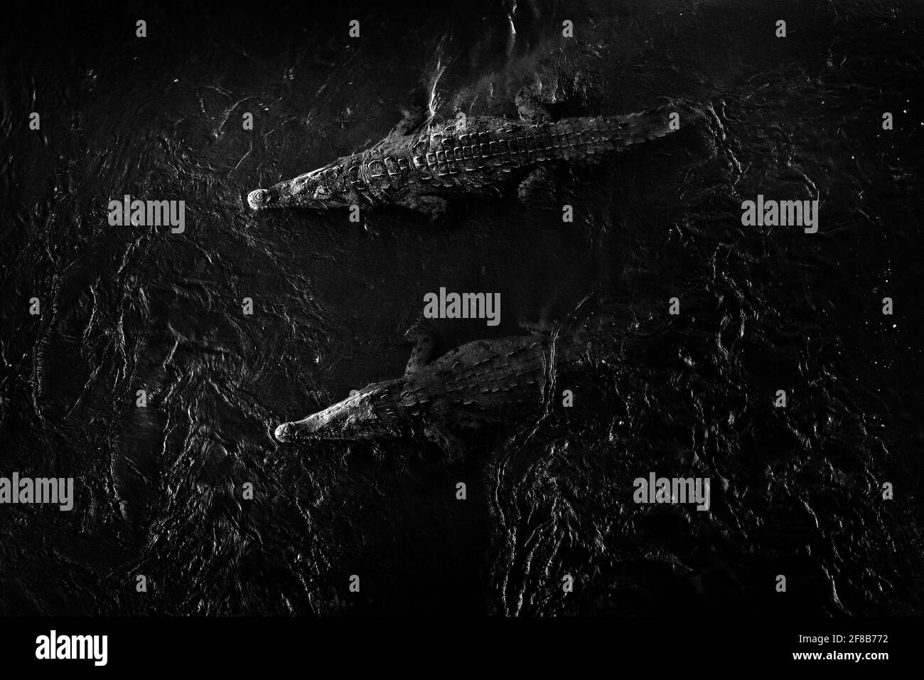 American crocodiles, Crocodylus acutus, animals in the river. Wildlife scene from nature. Reptile from river Tarcoles, Costa Rica. Dangerous animals i Stock Photo