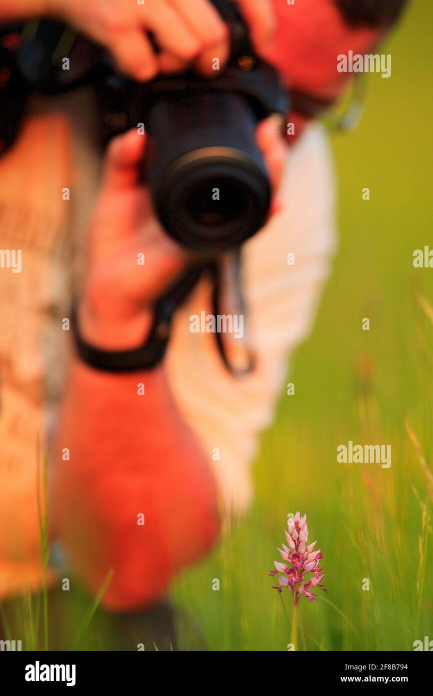 Photographer with camera and Orchis militaris, military orchid. Flowering European terrestrial wild orchid in nature habitat, detail of bloom, Czech R Stock Photo