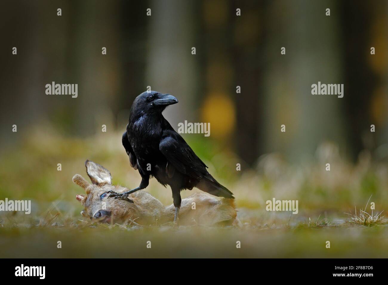 Raven with dead European Roe Deer, carcass in the forest. Black bird with head on the the forest road. Animal behavir, feeding scene in Germany, Europ Stock Photo