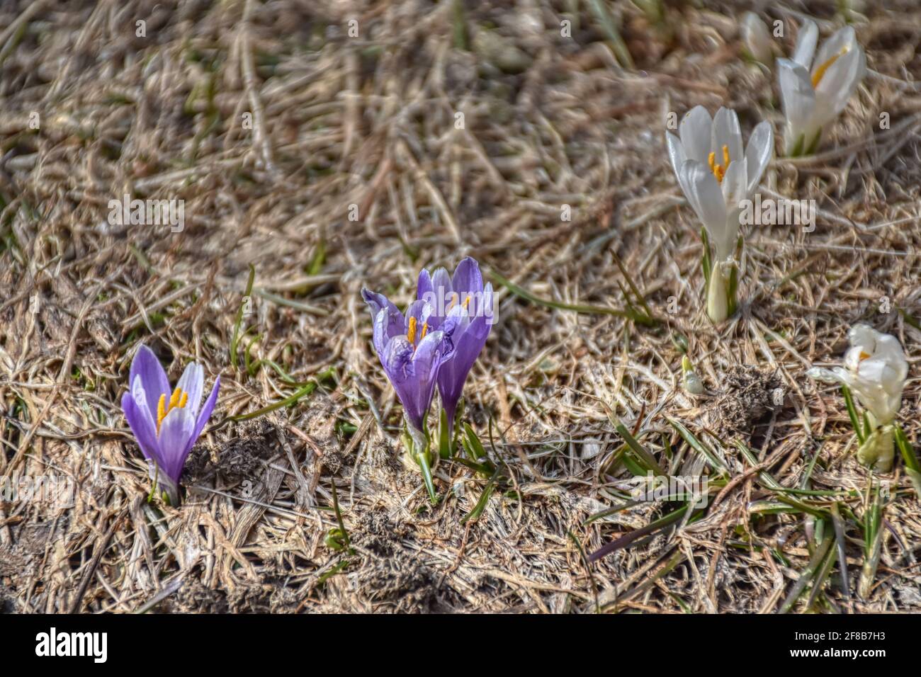 Krokus, Krokusse, Frühjahr, Frühling, Frühlingserwachen, Frühlingsgruß, Blüte, blühen, Frühblüher, Schneeschmelze, Wiese, Gras, feucht, Blüte, Blütenk Stock Photo