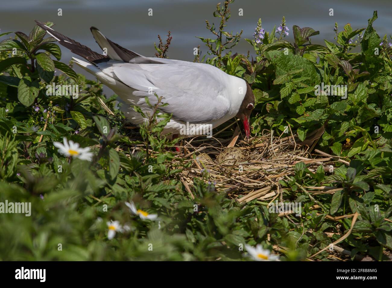 Black Headed gull turning an egg in the nest Stock Photo