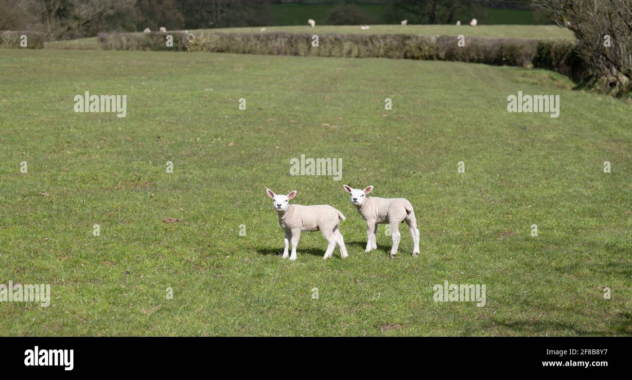 Lambing season in the Ribble Valley, Lancashire, UK. Stock Photo