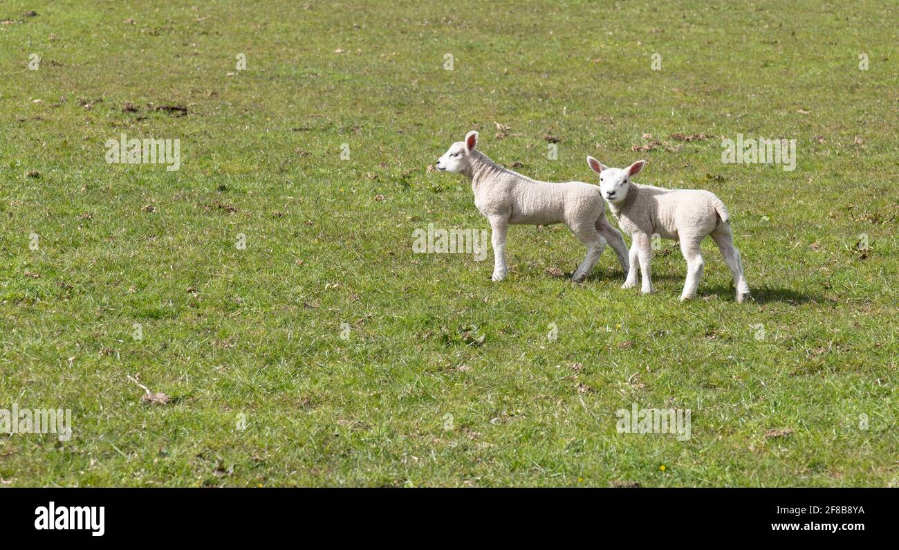 Lambing season in the Ribble Valley, Lancashire, UK. Stock Photo