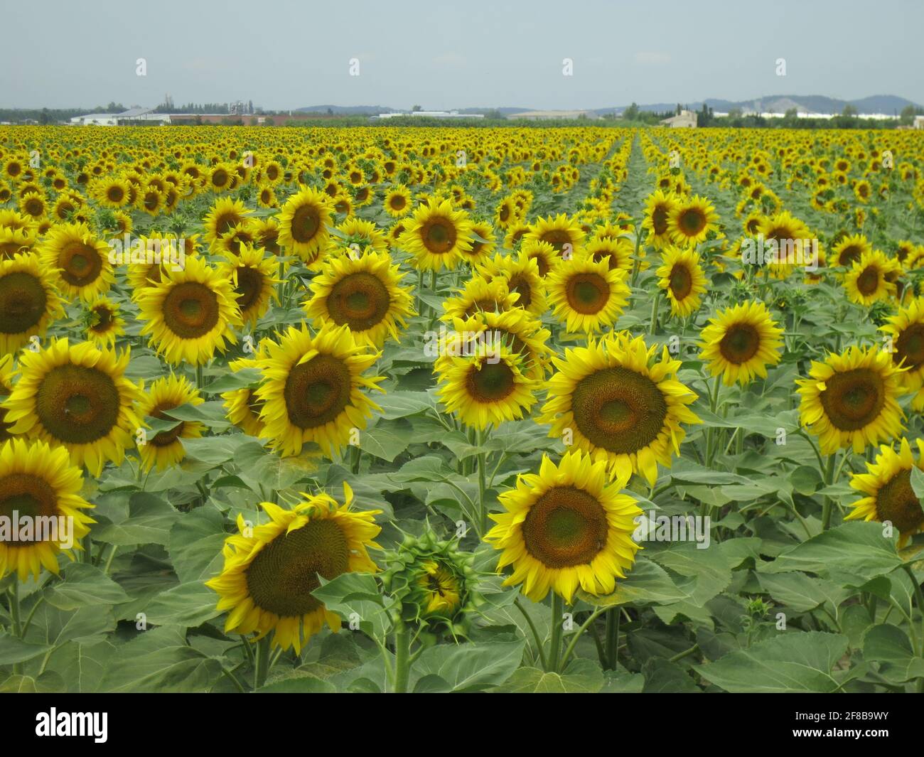 Felder mit Sonnenblumen bei Arles in der Provence Stock Photo