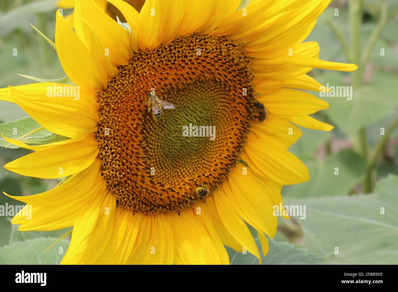 Solo für eine Sonnenblume mit Bienen bei Arles in der Provence Stock Photo