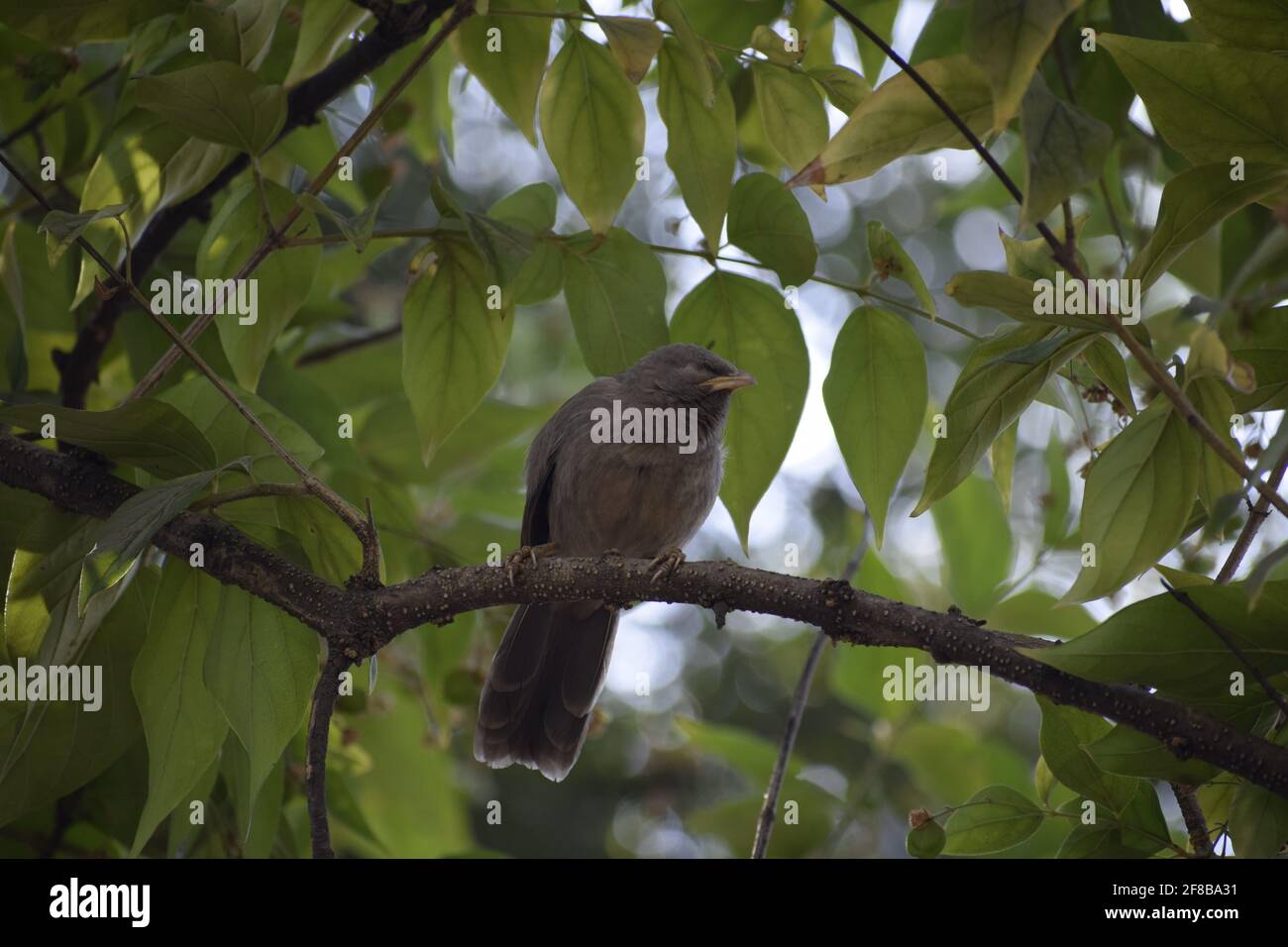 Jungle babbler (Turdoidesstriata) common bird – Delhi -india. Stock Photo