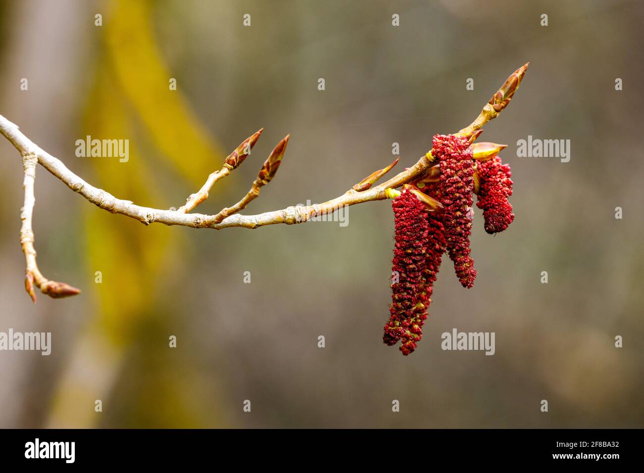 Red alder tree hires stock photography and images Alamy