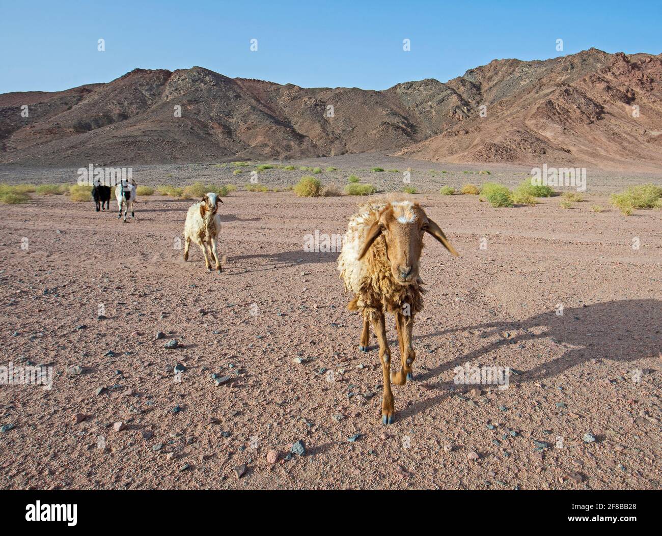 Landscape scenic view of desolate barren eastern desert in Egypt with herd of sheep and mountains Stock Photo