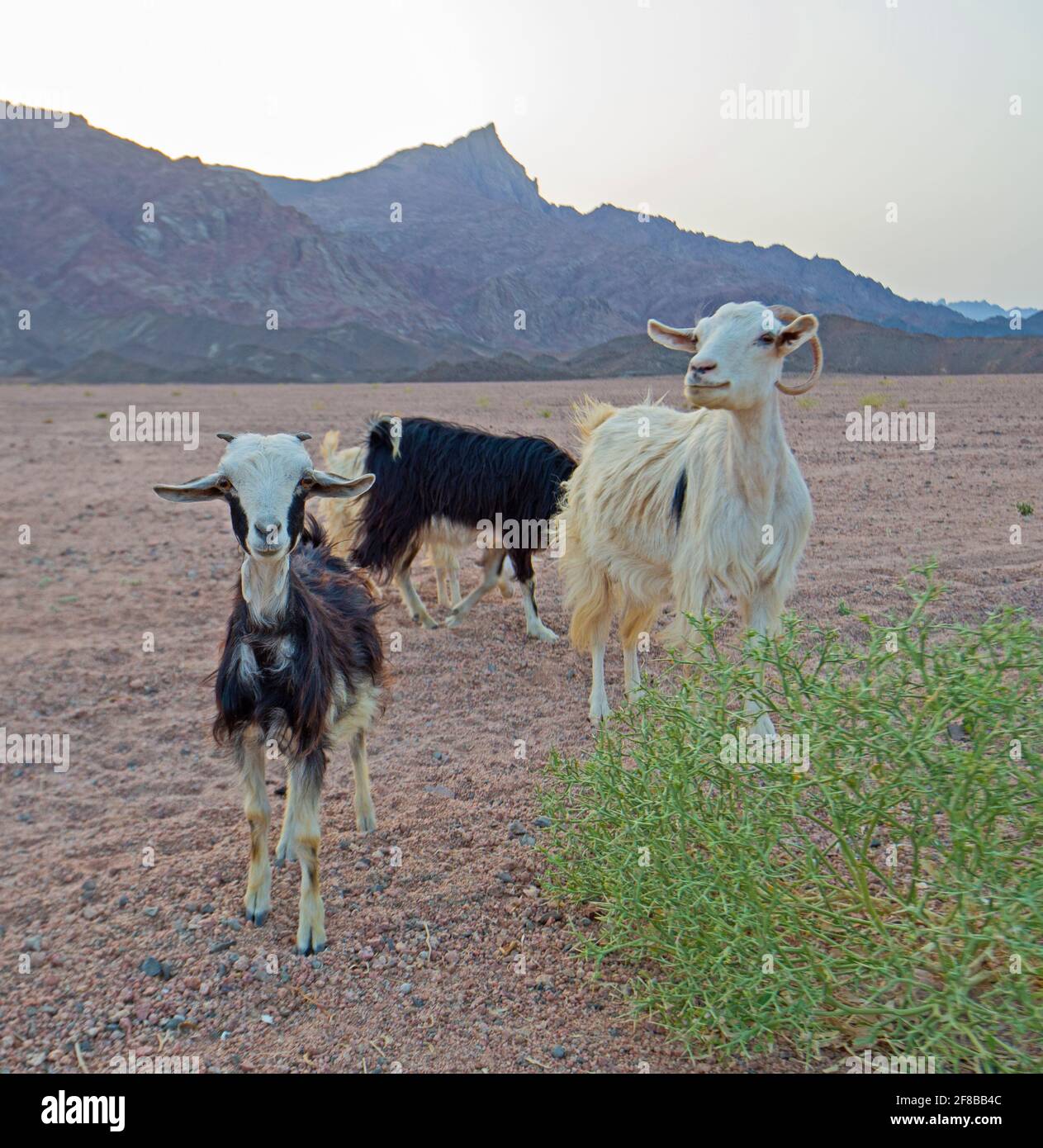 Landscape scenic view of desolate barren eastern desert in Egypt with herd of Sahelian Peulh goats and mountains Stock Photo